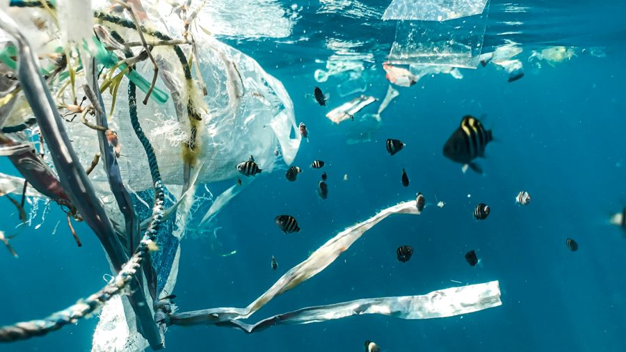 peces rayados nadando cerca del plastico del oceano